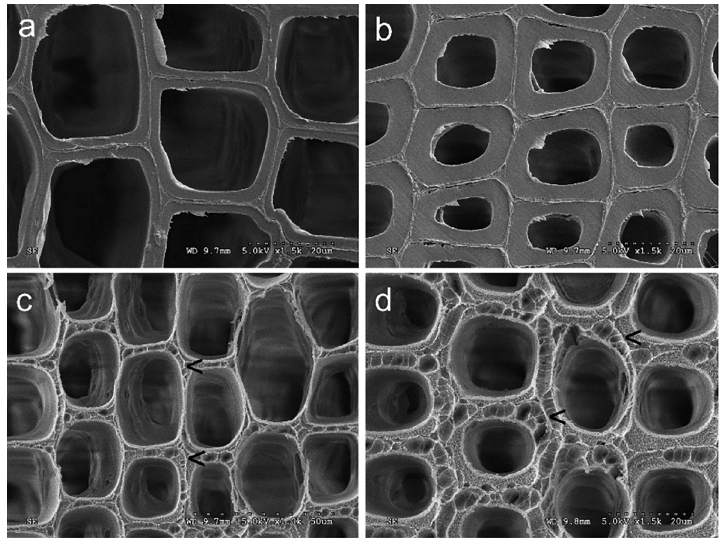 低溫等離子體改性前后的木材早材細(xì)胞壁(a、c)和晚材細(xì)胞壁(b、d)
